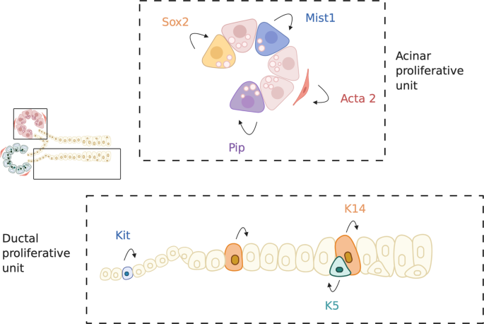 Salivary gland function, development, and regeneration