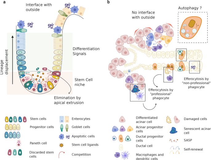 Salivary gland function, development, and regeneration