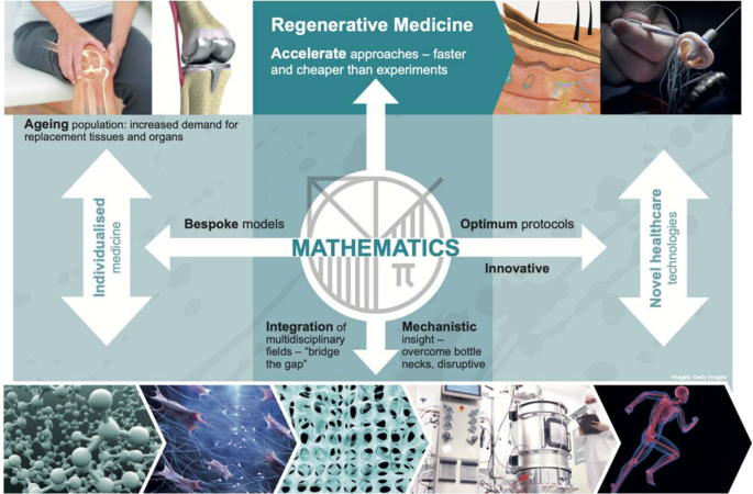 Regenerative medicine meets mathematical modelling: developing 