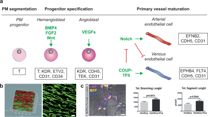 Skeletal muscle differentiation of human iPSCs meets bioengineering  strategies: perspectives and challenges