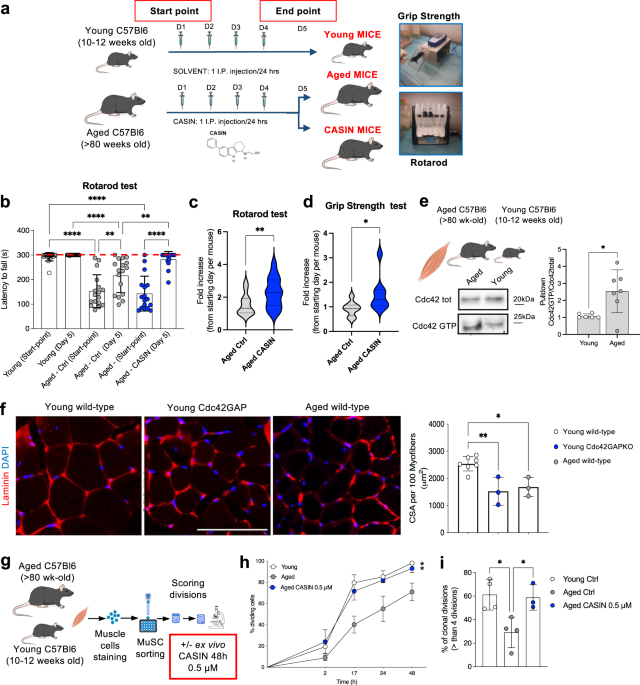 Transplanting rejuvenated blood stem cells extends lifespan of aged immunocompromised mice