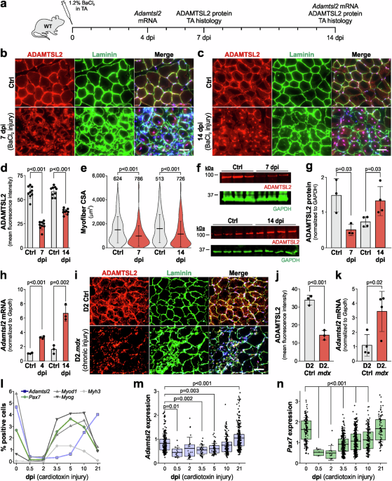 Myoblast-derived ADAMTS-like 2 promotes skeletal muscle regeneration ...