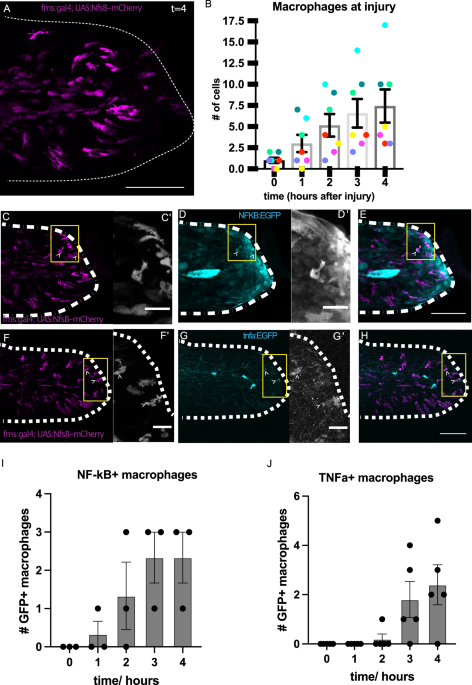 Alpha Kb1 An NF-kB/TNF-alpha signalling feedback loop acts to coordinate tissue ...