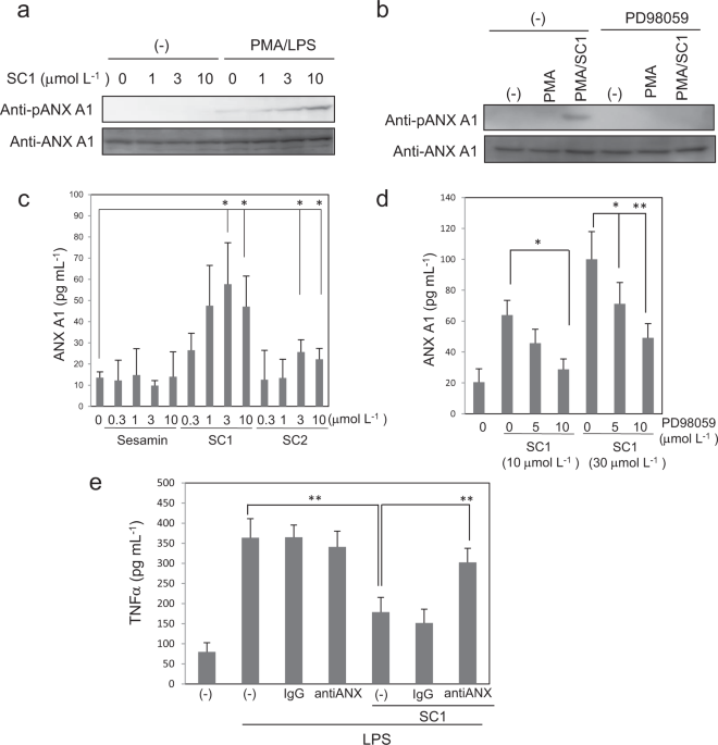 PDF) Ex vivo model exhibits protective effects of sesamin against