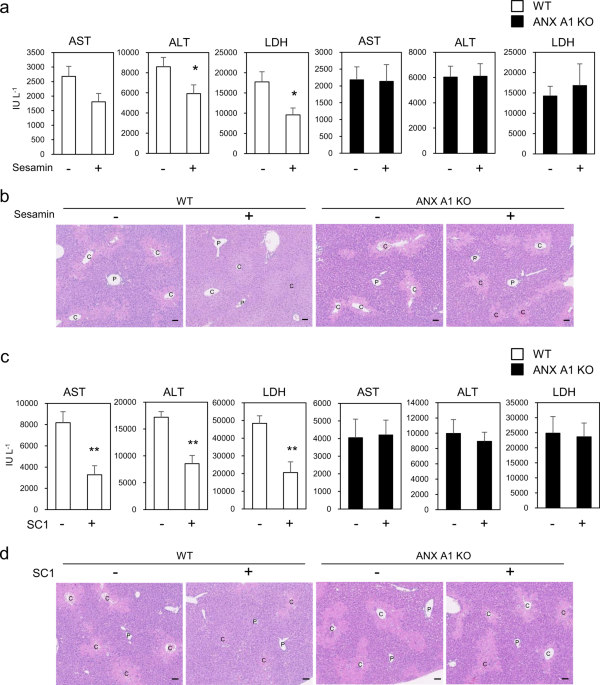 PDF) Ex vivo model exhibits protective effects of sesamin against