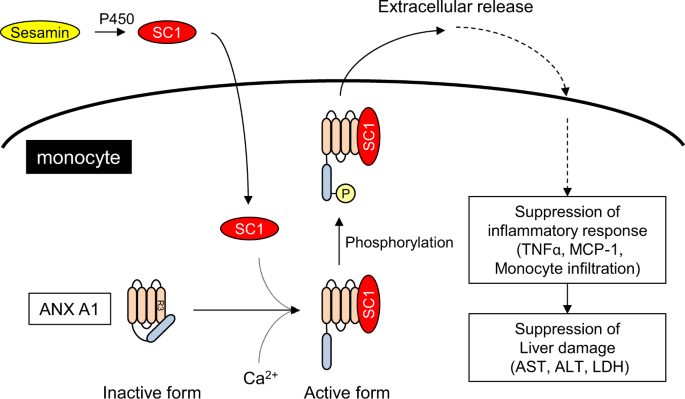 PDF) Ex vivo model exhibits protective effects of sesamin against