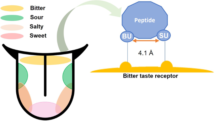 Strategies for oral delivery of bioactive peptides with focus on  debittering and masking | npj Science of Food