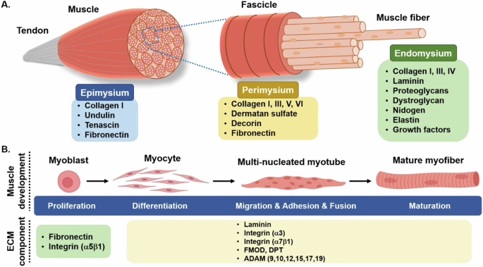 Trends in non-animal scaffolds for cultured meat structuration - npj Science of Food