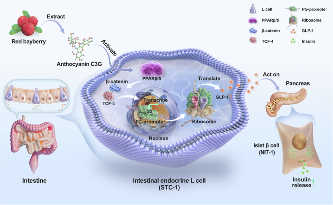 glp-1 digestive blockage law firm in louisiana Cyanidin-3-O-glucoside enhances GLP-1 secretion via PPARβ/δ-β-catenin-TCF-4  pathway in type 2 diabetes mellitus