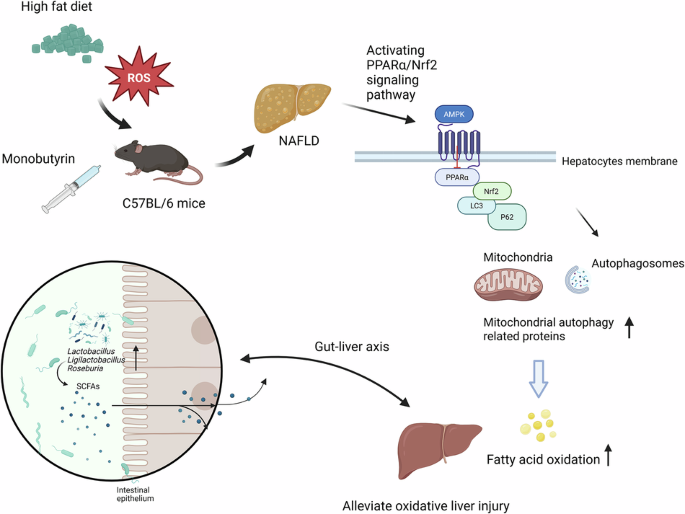 glutathione levels test A Targeted Metabolomic Assessment of Oral Glutathione Bioavailability and  Safety in Humans: A Randomized Crossover Clinical Trial
