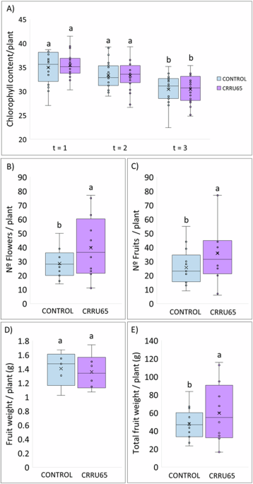 Rhizobium biostimulation of blackberry modulates survival pathways in Caenorhabditis elegans across biological kingdoms