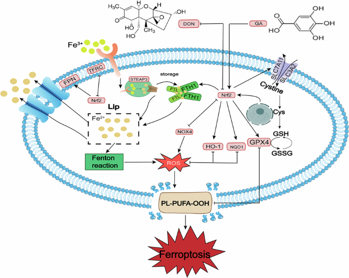 can i eat after taking cjc 1295+ipamorelin CJC-1295 + Ipamorelin