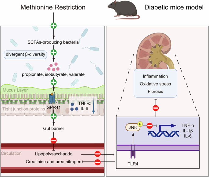 Nutritional methionine restriction modulates gut microbiota and propionate/GPR41 signaling to mitigate diabetic kidney disease