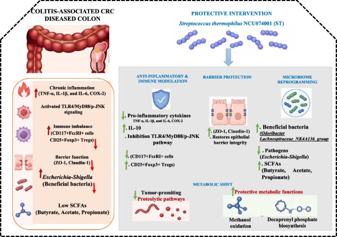 Short-chain fatty acid enrichment, TLR4/MyD88/p-JNK inhibition, and gut metabolic modulation: a triple mechanism by which the probiotic ameliorates colorectal cancer
