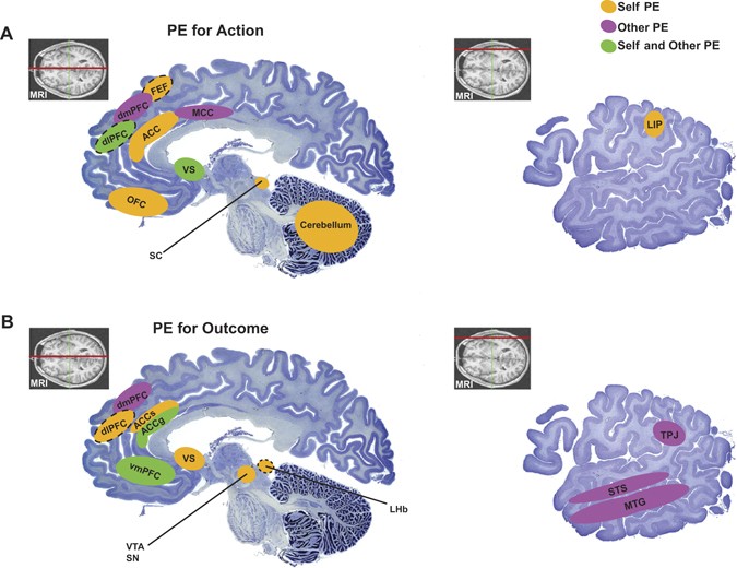 Brain Representations Of Social >> Social Learning Through Prediction Error In The Brain Npj Science Brain Representations Of Social >> Social Learning Through Prediction Error In The Brain Npj Science