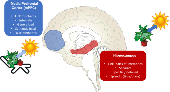 How to optimize knowledge construction in the brain | npj Science of  Learning