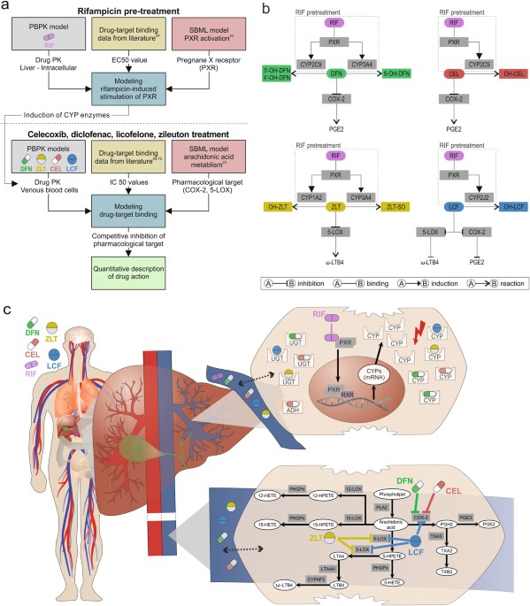 Using Quantitative Systems Pharmacology To Evaluate The Drug - 