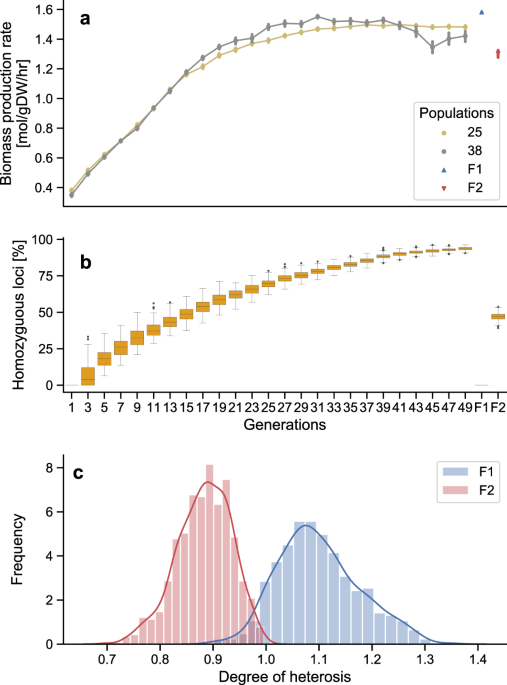 Simulation of heterosis in a genome-scale metabolic network provides mechanistic explanations for increased biomass production rates in hybrid plants