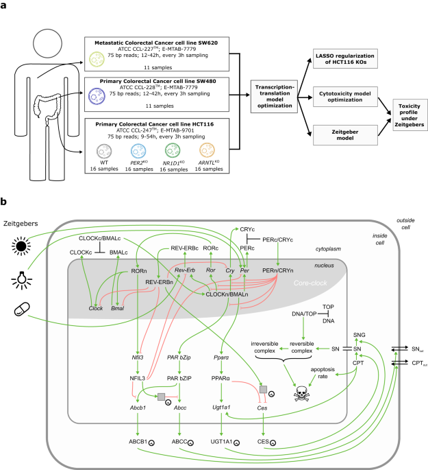 An integrative mathematical model for timing treatment toxicity and zeitgeber impact in colorectal cancer cells