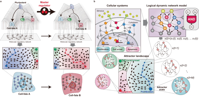 Decoding the principle of cell-fate determination for its reverse control