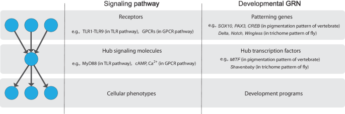 Revisiting the evolution of bow-tie architecture in signaling networks