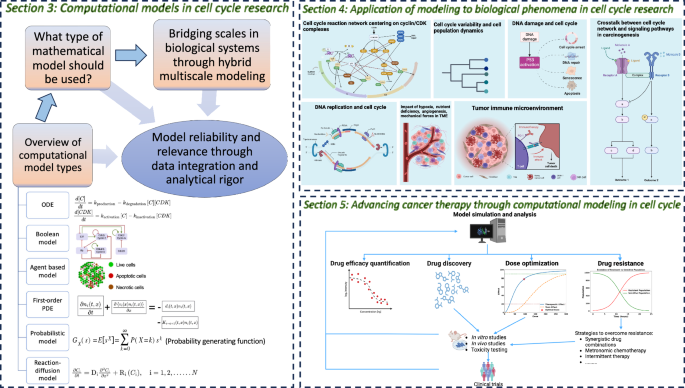 A comprehensive review of computational cell cycle models in 