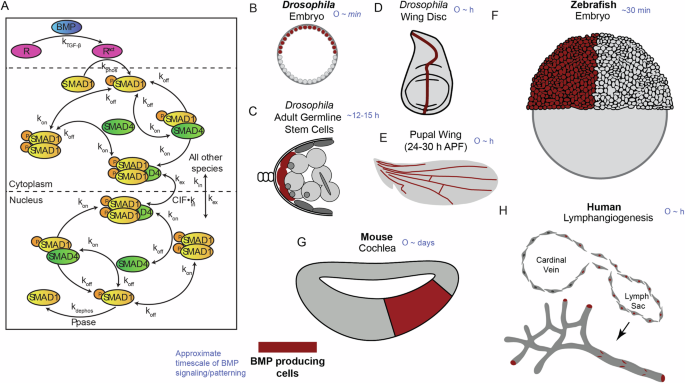 optimal-performance-objectives-in-the-highly-conserved-bone-morphogenetic-protein-signaling-pathway-npj-systems-biology-and-applications