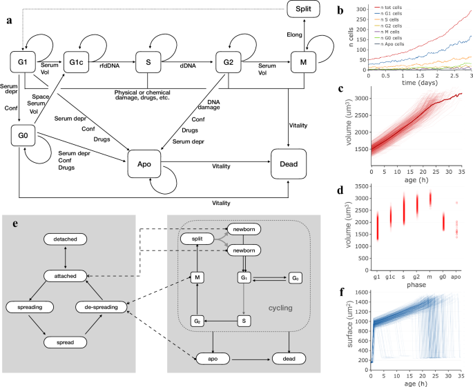 Cell populations simulated in silico within SimulCell accurately ...