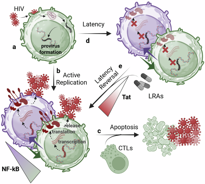 Mathematical modeling and mechanisms of HIV latency for personalized ...