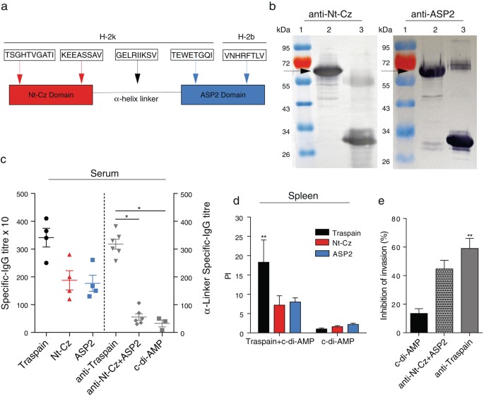 Engineered Trivalent Immunogen Adjuvanted With A Sting Agonist Confers Protection Against Trypanosoma Cruzi Infection Npj Vaccines