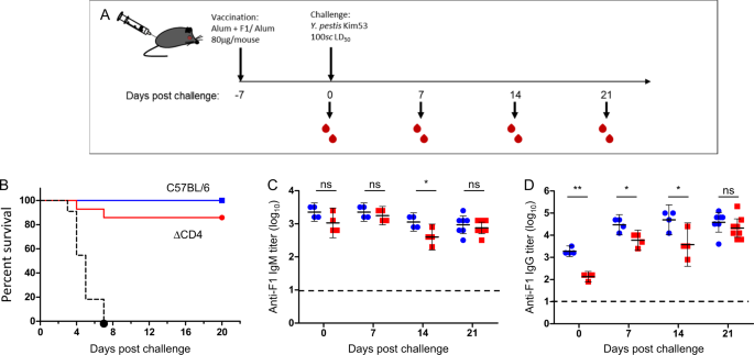 Targeting Of The Yersinia Pestis F1 Capsular Antigen By Innate Like B1b Cells Mediates A Rapid Protective Response Against Bubonic Plague Npj Vaccines Targeting Of The Yersinia Pestis F1 Capsular Antigen By Innate Like B1b Cells Mediates A Rapid Protective Response Against Bubonic Plague Npj Vaccines