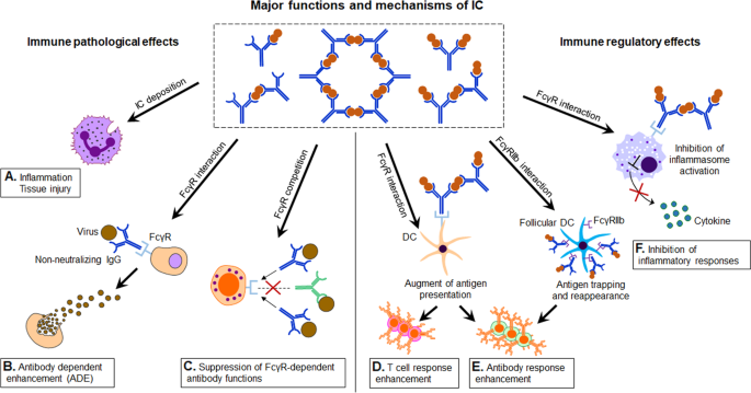 From therapeutic antibodies to immune complex vaccines | npj Vaccines