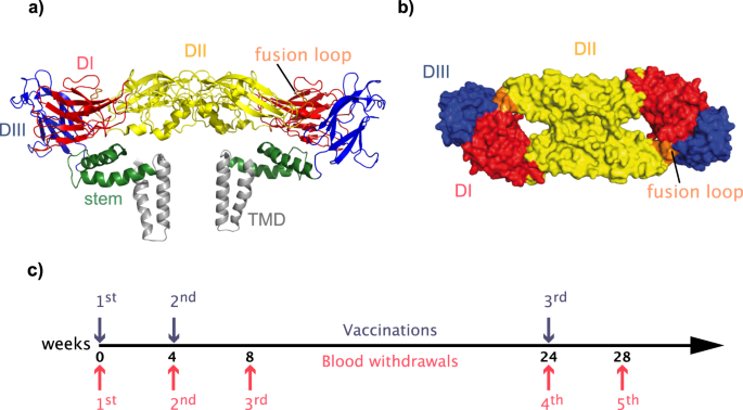 Pre Existing Yellow Fever Immunity Impairs And Modulates The Antibody Response To Tick Borne Encephalitis Vaccination Npj Vaccines