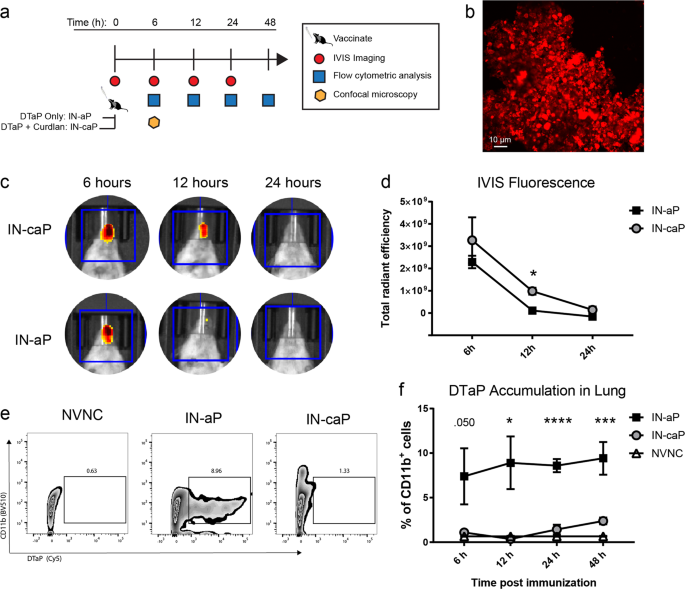 Intranasal acellular pertussis vaccine provides mucosal immunity and  protects mice from Bordetella pertussis | npj Vaccines