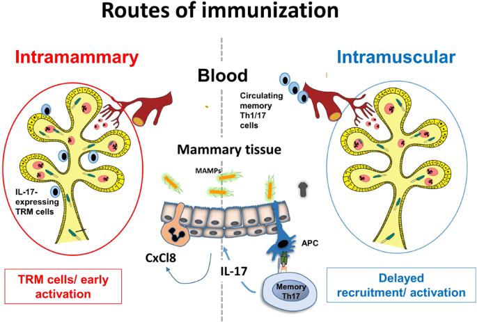 Immunization of Mice with a Live Transconjugant Shigella Hybrid Strain  Induced Th1 and Th17 Cell‐Mediated Immune Responses and Confirmed Passive  Protection Against Heterologous Shigellae - Nag - 2016 - Scandinavian  Journal of