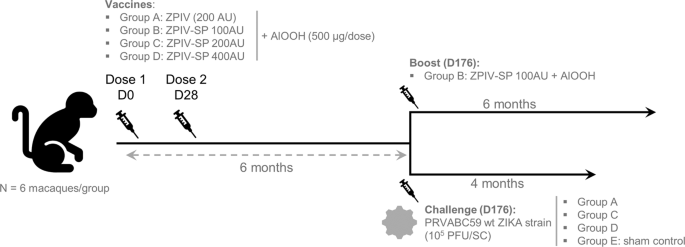 An Optimized Purified Inactivated Zika Vaccine Provides Sustained Immunogenicity And Protection In Cynomolgus Macaques Npj Vaccines