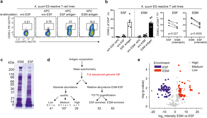 Cd4 T H Immunogenicity Of The Ascaris Spp Secreted Products Npj Vaccines