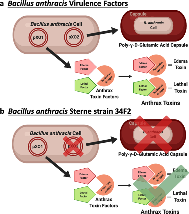 Development of Vaccines