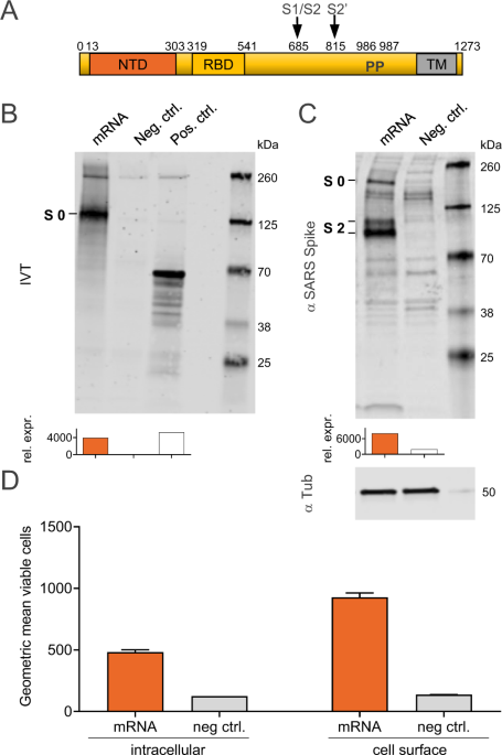 Mrna Based Sars Cov 2 Vaccine Candidate Cvncov Induces High Levels Of Virus Neutralising Antibodies And Mediates Protection In Rodents Npj Vaccines