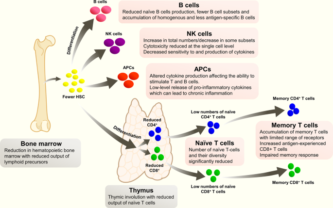 Impact of exercise on markers of B cell-related immunity: A
