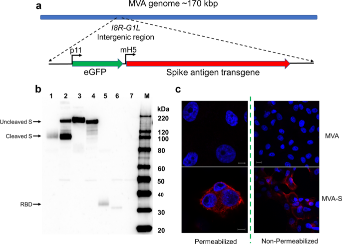 MVA vector expression of SARS-CoV-2 spike protein and protection of adult  Syrian hamsters against SARS-CoV-2 challenge | npj Vaccines