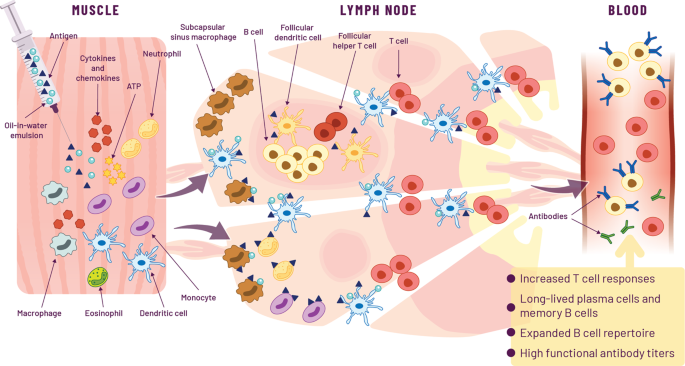 “World in motion” – emulsion adjuvants rising to meet the pandemic challenges