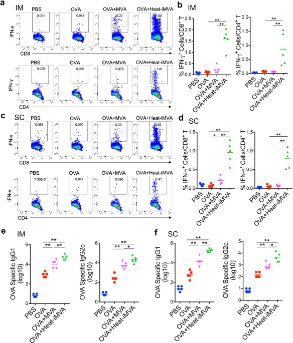 Heat-inactivated modified vaccinia virus ankara boosts th1 cellular and humoral immunity as a vaccine adjuvant