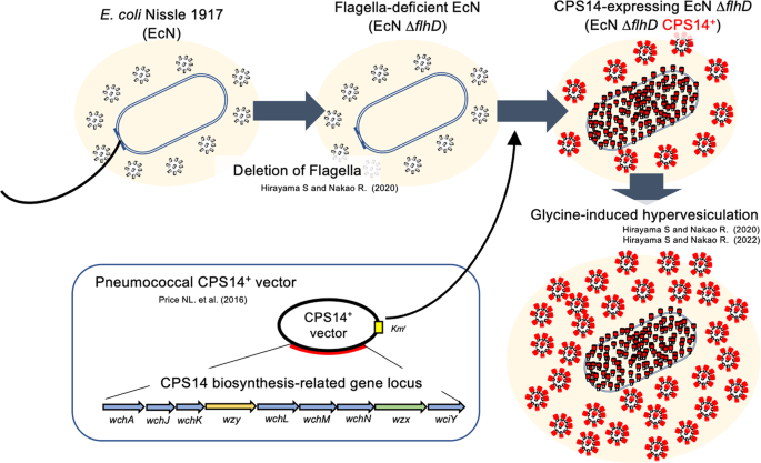 A highly immunogenic vaccine platform against encapsulated ... - Nature.com