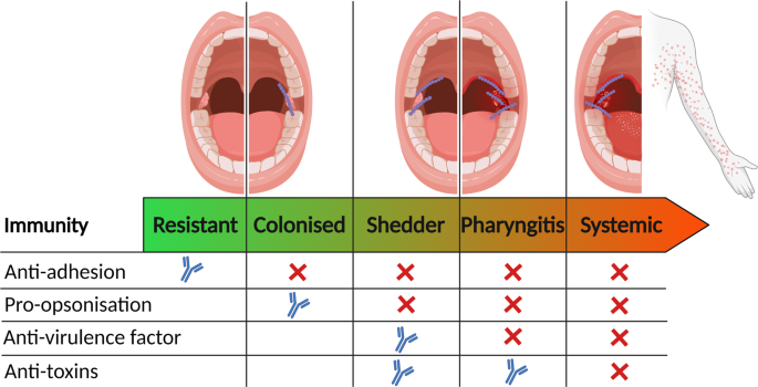 PDF) Streptococcus pyogenes evades adaptive immunity through