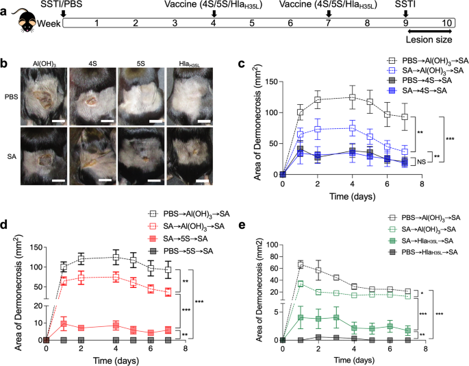 Toxin expression during staphylococcus aureus infection imprints host immunity to inhibit vaccine efficacy