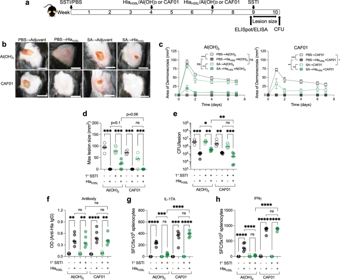 JCI - Staphylococcus aureus toxin suppresses antigen-specific T cell  responses