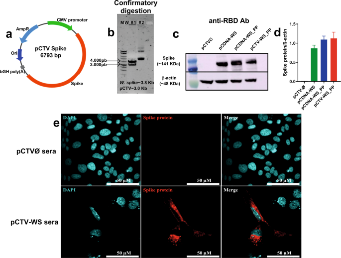 PH response to COVID-19 in OR — Rede Group