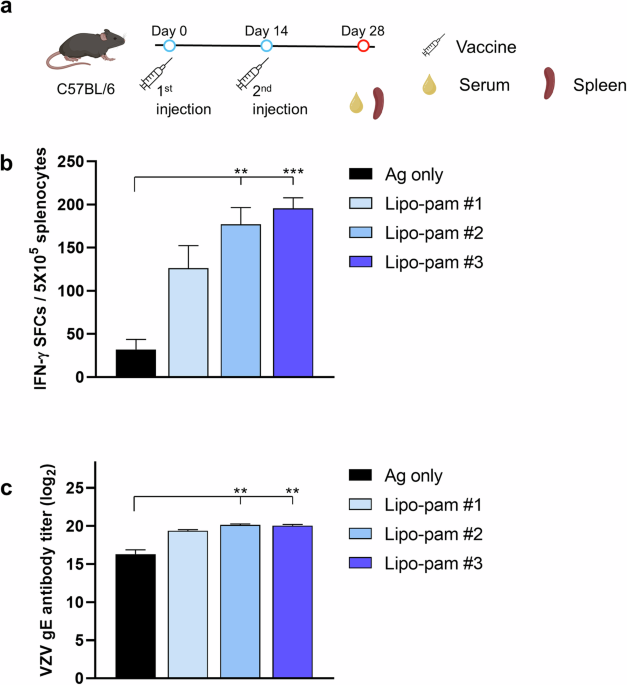 Lipo-pam adjuvanted herpes zoster vaccine induces potent gE-specific  cellular and humoral immune responses | npj Vaccines