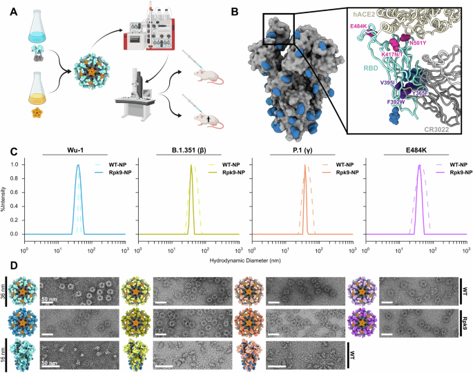 Potent neutralization of SARS-CoV-2 variants by RBD nanoparticle and prefusion-stabilized spike immunogens - npj Vaccines